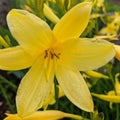 Yellow flowers to brighten your day