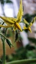 Flowering tomato plant. Yellow flowers close up on a background of green leaves. Home farm, garden, greenhouse Royalty Free Stock Photo