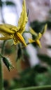 Flowering tomato plant. Yellow flowers close up on a background of green leaves. Home farm, garden, greenhouse Royalty Free Stock Photo