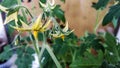 Flowering tomato plant. Yellow flowers close up on a background of green leaves. Home farm, garden, greenhouse Royalty Free Stock Photo