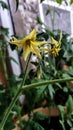 Flowering tomato plant. Yellow flowers close up on a background of green leaves. Home farm, garden, greenhouse Royalty Free Stock Photo