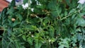 Flowering tomato plant. Yellow flowers close up on a background of green leaves. Home farm, garden, greenhouse Royalty Free Stock Photo