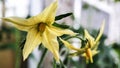 Flowering tomato plant. Yellow flowers close up on a background of green leaves. Home farm, garden, greenhouse Royalty Free Stock Photo