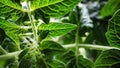 Flowering tomato plant. Yellow flowers close up on a background of green leaves. Home farm, garden, greenhouse Royalty Free Stock Photo