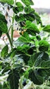 Flowering tomato plant. Yellow flowers close up on a background of green leaves. Home farm, garden, greenhouse Royalty Free Stock Photo