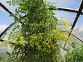 Yellow flowers tomato Goldkrone in a greenhouse Royalty Free Stock Photo