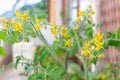 Yellow flowers of a tomato plant Royalty Free Stock Photo