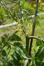 Yellow flowers on a tomato plant Royalty Free Stock Photo