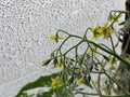 Yellow flowers of tomatoes on a background of raindrops