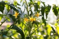 Yellow flowers of tomatoes on a branch blossomed on a green bush. The flowers are small with elongated sharp petals Royalty Free Stock Photo