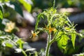 Yellow flowers of tomatoes on a branch blossomed on a green bush. The flowers are small with elongated sharp petals Royalty Free Stock Photo