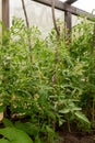 Yellow flowers of tomatoes and green fruits Royalty Free Stock Photo