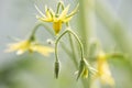 Yellow flowers of tomatoes in the greenhouse during flowering Royalty Free Stock Photo