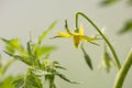 Yellow flowers of tomatoes in the greenhouse during flowering Royalty Free Stock Photo