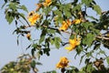 Yellow flowers in topical zone.