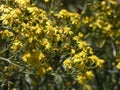 Small yellow flowers in spring Royalty Free Stock Photo