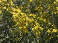 Small yellow flowers in spring Royalty Free Stock Photo