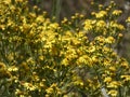 Small yellow flowers in spring Royalty Free Stock Photo