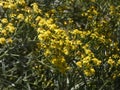 Small yellow flowers in spring Royalty Free Stock Photo