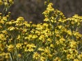 Small yellow flowers in spring Royalty Free Stock Photo