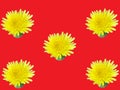 Yellow flowers trapped in red background