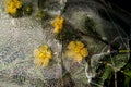 Yellow flowers trapped in the thawing ice