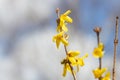 Yellow flowers on tree branches on a blurred background.copyspace for text