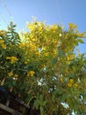 Yellow Flowers Tree Royalty Free Stock Photo