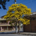 Tabebuia Specia tree, Argentina Royalty Free Stock Photo