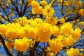 Yellow flowers of tree Tabebuia aurea Royalty Free Stock Photo