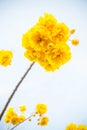 yellow flowers tree on top view sky background , yellow flowers Royalty Free Stock Photo