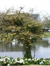 An alone tree at Poas in Alajuela Costa RIca