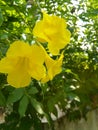 Yellow flowers tree Royalty Free Stock Photo