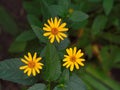 Yellow flowers triangle in garden between green leaves