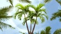 Palm trees and leaves pink flowers on sunset blue sky white clouds yellow flowersv summer holiday background copy space template Royalty Free Stock Photo