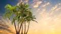 Palm trees and leaves pink flowers on sunset blue sky white clouds yellow flowersv summer holiday background copy space template Royalty Free Stock Photo