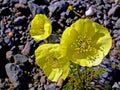 Yellow flowers in the . Summer in the tundra Royalty Free Stock Photo