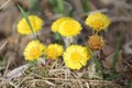 Yellow flowers of Tussilago farfara or coltsfoot in early spring Royalty Free Stock Photo