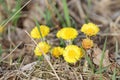 Yellow flowers of Tussilago farfara or coltsfoot in early spring Royalty Free Stock Photo