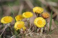 Yellow flowers of Tussilago farfara or coltsfoot in early spring Royalty Free Stock Photo