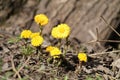 Yellow flowers of Tussilago farfara or coltsfoot in early spring Royalty Free Stock Photo