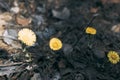Yellow flowers tussilago farfara, commonly known as coltsfoot - a medicinal plant, blooming in early spring Royalty Free Stock Photo