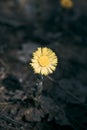 Yellow flowers tussilago farfara, commonly known as coltsfoot - a medicinal plant, blooming in early spring Royalty Free Stock Photo