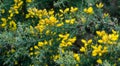 Yellow flowers Ulex europaeus, commonly known as Gorse, Furze or Whin. Flowering plant with spiky thorns in Arboretum