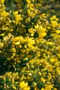 Yellow flowers of ulex europaeus or gorse, common gorse, furze or whin plant