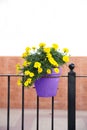 Yellow Flowers in ultra violet flowerpot Royalty Free Stock Photo