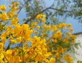 Yellow flowers under a beautiful blue sky in the middle of the garden. Royalty Free Stock Photo