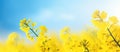 Yellow flowers under blue sky in natural landscape Royalty Free Stock Photo