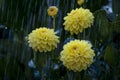 Yellow Flowers Under The Rain Royalty Free Stock Photo