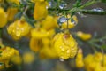 Yellow flowers under the rain Royalty Free Stock Photo